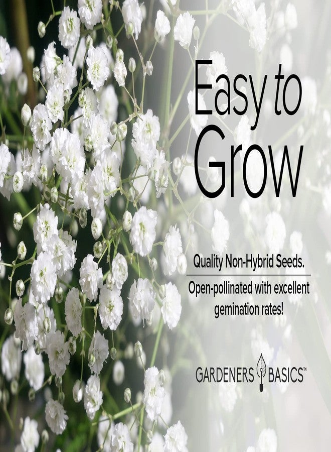 Gardeners Basics أساسيات البستنة، بذور زهرة الجيبسوفيلا لزراعة الجيبسوفيلا - زهرة سنوية جميلة للقطف، مثالية لتنسيقات الزهور، وجميلة أيضًا في أحواض الزهور في الحدائق الصيفية. - Image 4